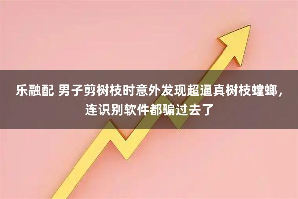 乐融配 男子剪树枝时意外发现超逼真树枝螳螂，连识别软件都骗过去了